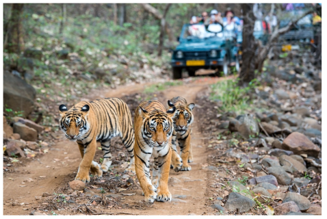 resort near ranthambore national park Zone 3